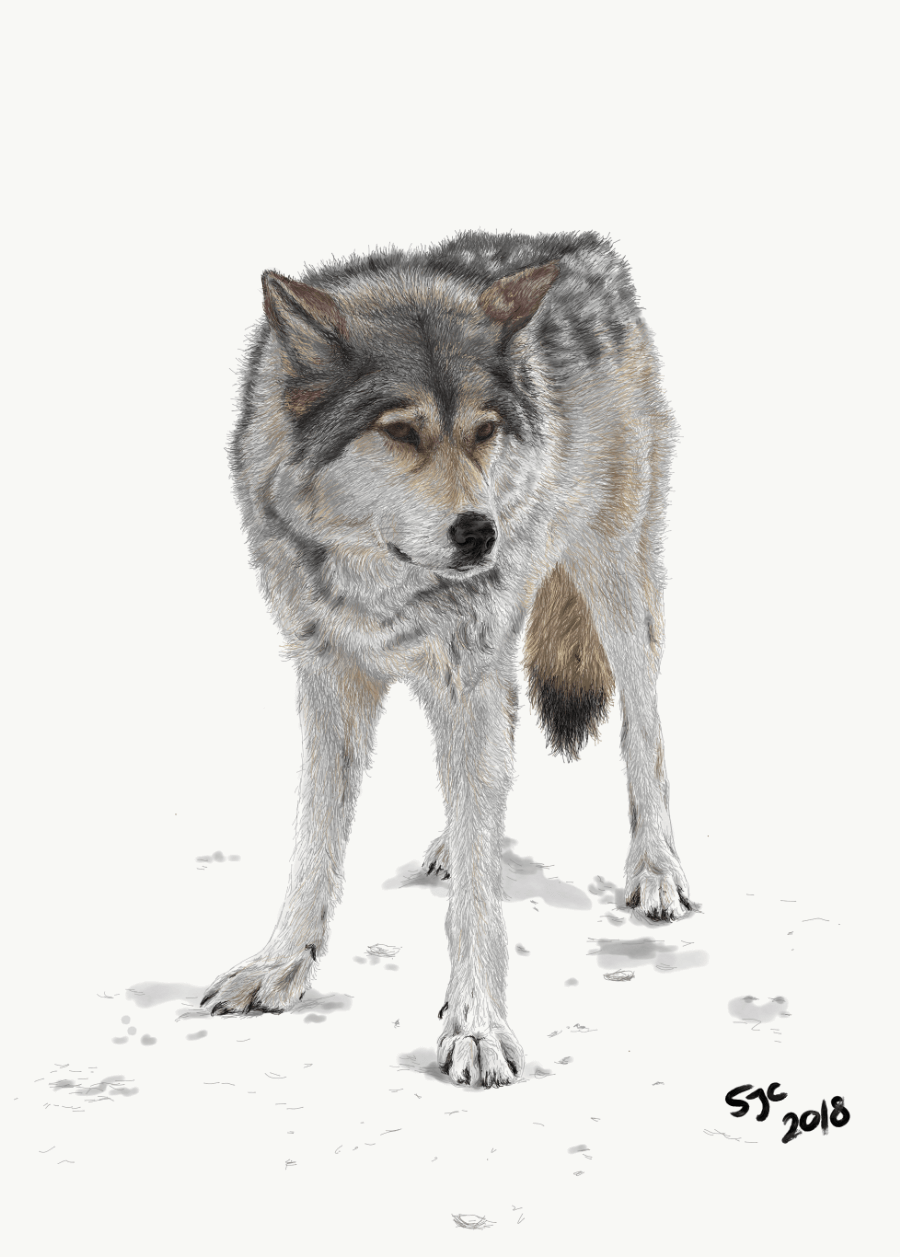 Rue, Yamnuska Wolfdog - Digital sketch