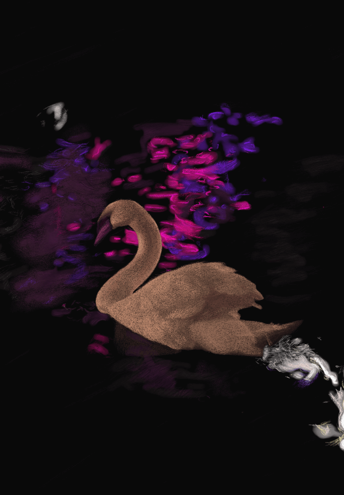 Red Light District Swans, Amsterdam - teaser image