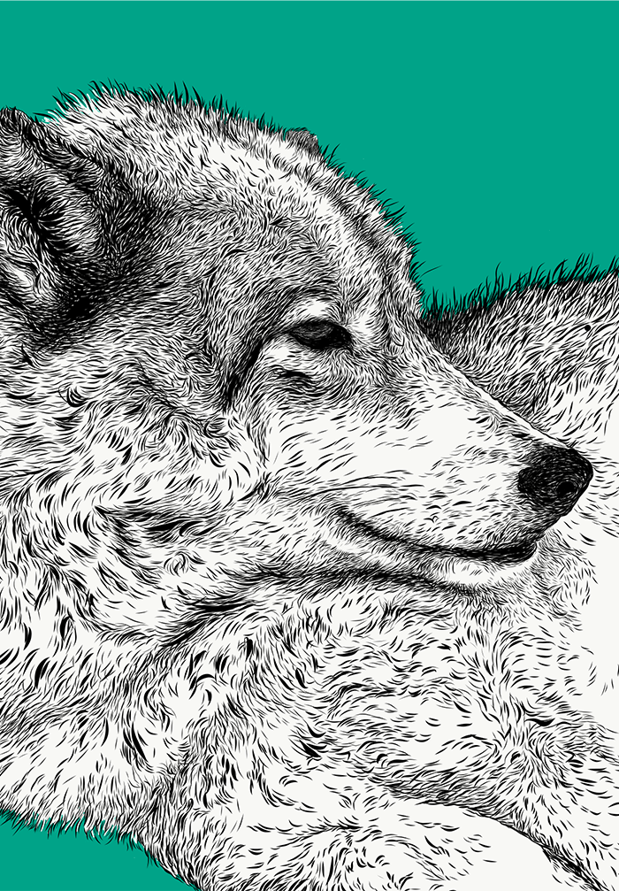 Yamnuska Canine Illustrations - teaser image